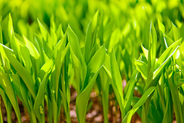 農(nóng)藥除草劑項目工藝轉(zhuǎn)讓